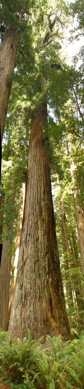 sequoia near crecent city alifornia